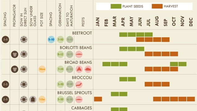 Everything You Need to Know About Vegetable Gardening in One Graphic