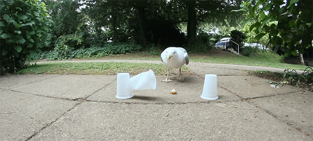 Smart Seagull Tricks Dumb Man Into Giving It Free Food By Beating the Shell Game