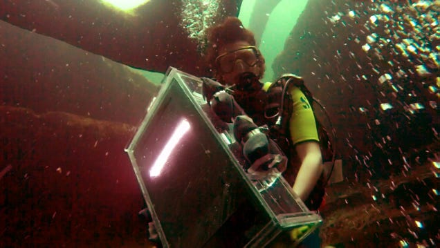 These Underwater Photos Were Taken By a Desktop Scanner