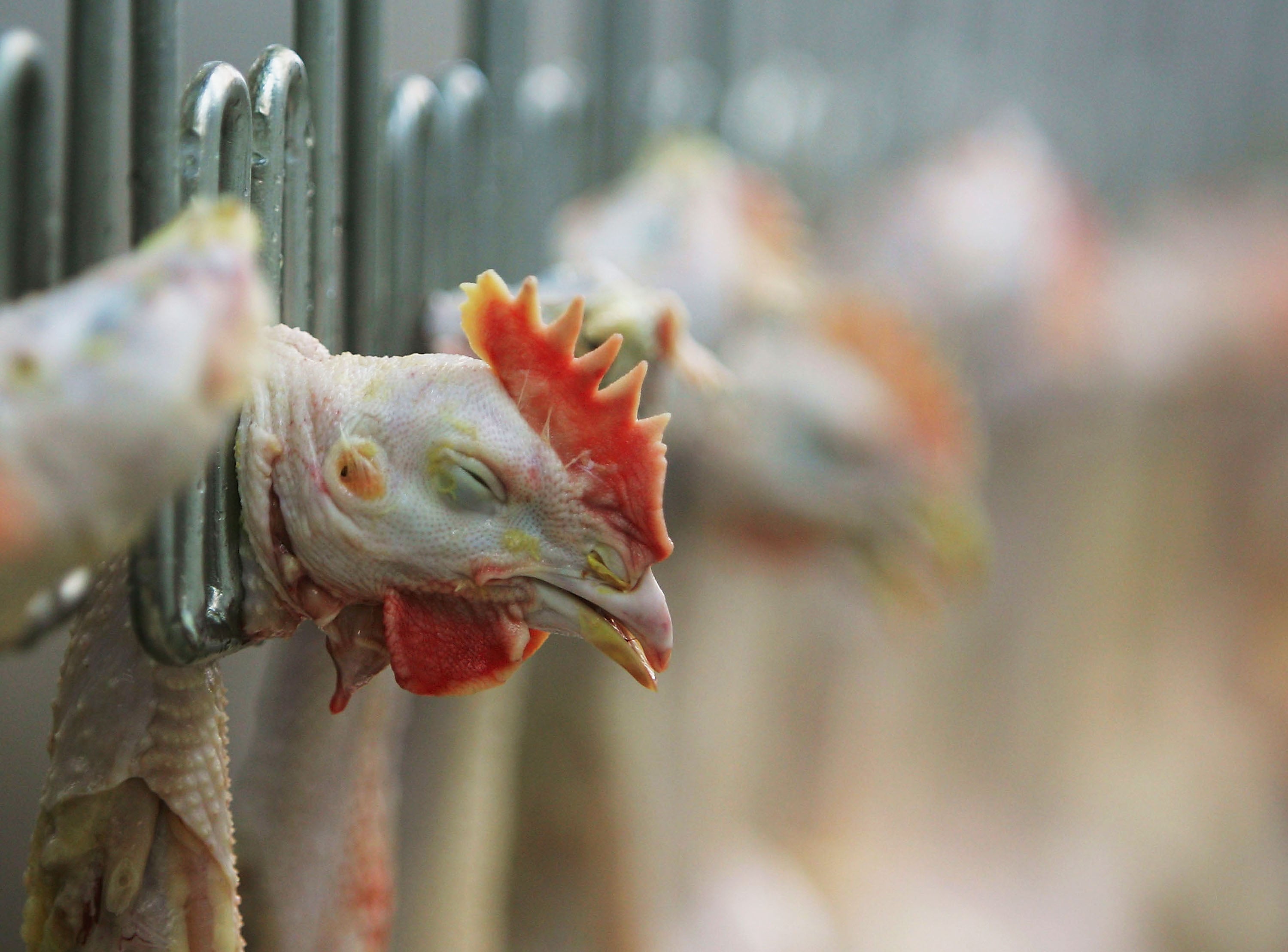 faster-chicken-factory-workers-kill-kill