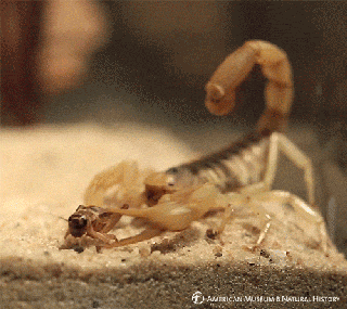 New Findings: How Do Scorpions Make Their Tails?
