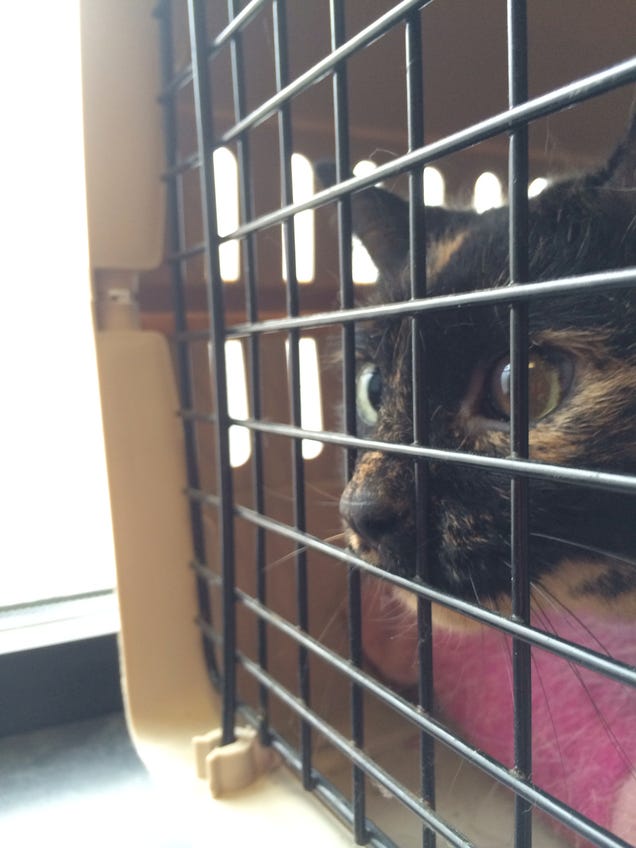 Cat Cancer Fun-a-palooza!