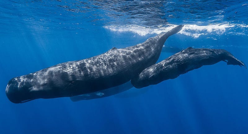 Dead Whales Won't Stop Washing Up on This Dutch Island