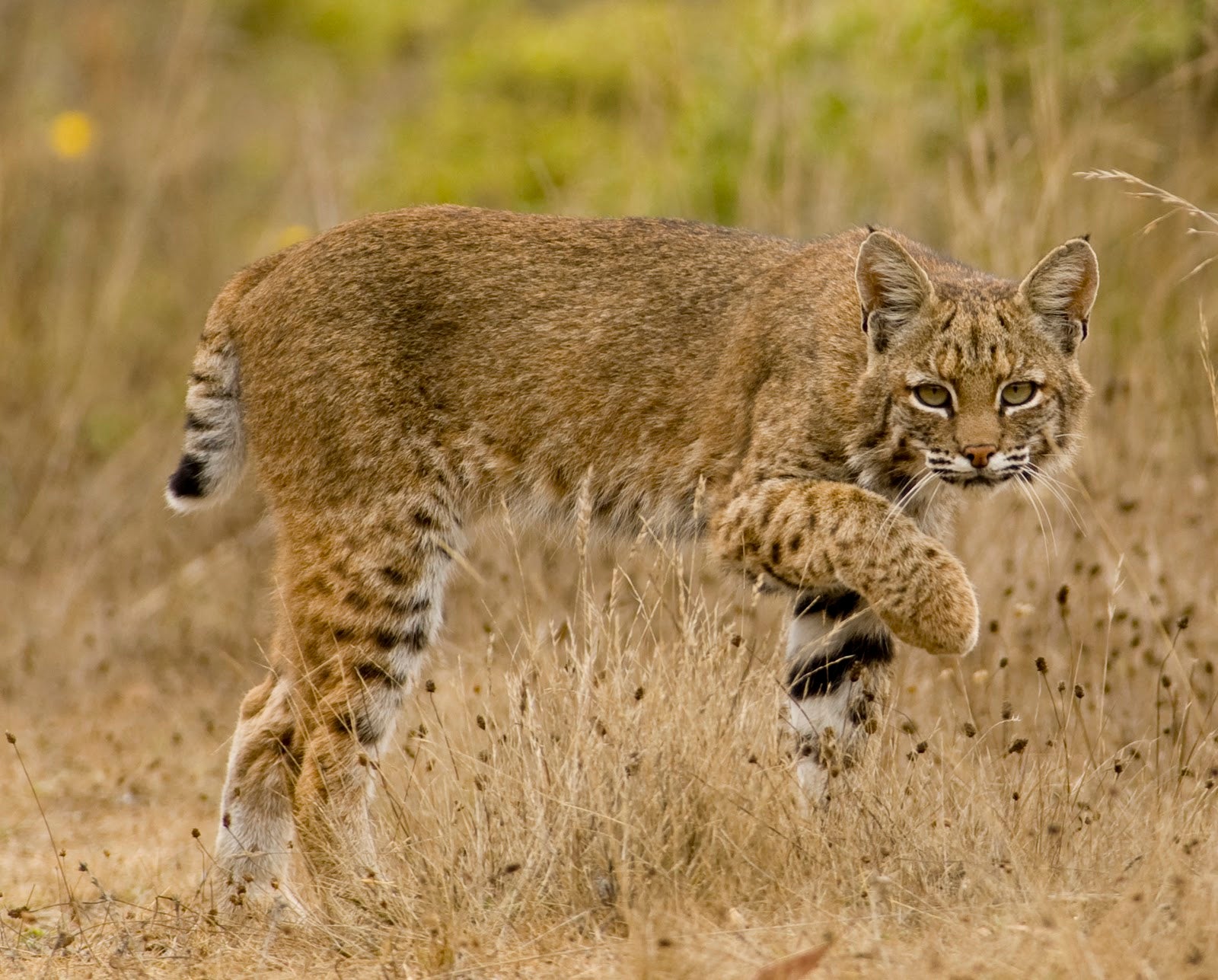 Caturday - Lynx rufus Edition