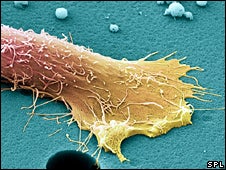 Regrow Your Prostate Gland in a Mouse