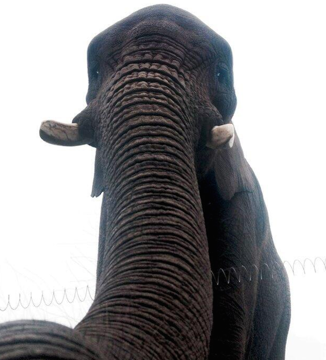 Behold the World's First Elephant Selfie