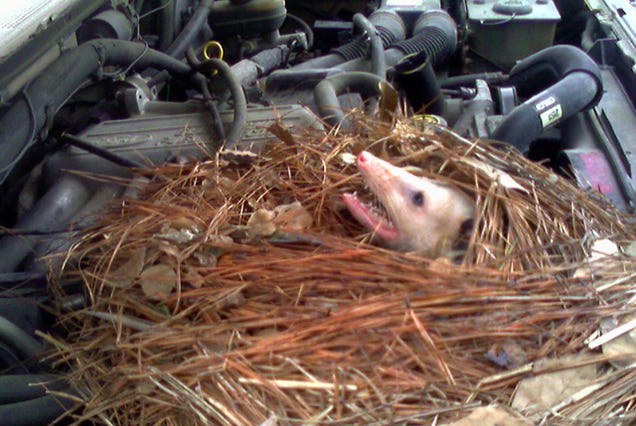 Adventures With Wildlife: Surprise Underhood Opossum Nest