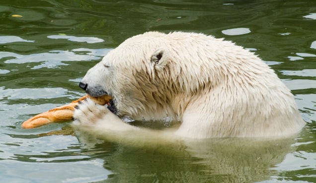 Regardez cette ours polaire manger une baguette