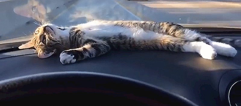 This Dreamy Dashboard Cat Knows All About 4/20