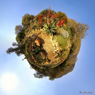 Mass Extinctions Rise Among Plant Species