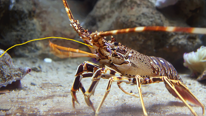 How Lobster Have Sex Viral Blog 88 Your Viral News Blogs