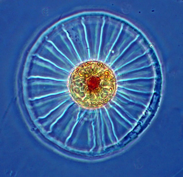 These nearly-invisible sea creatures fill the oceans with beauty