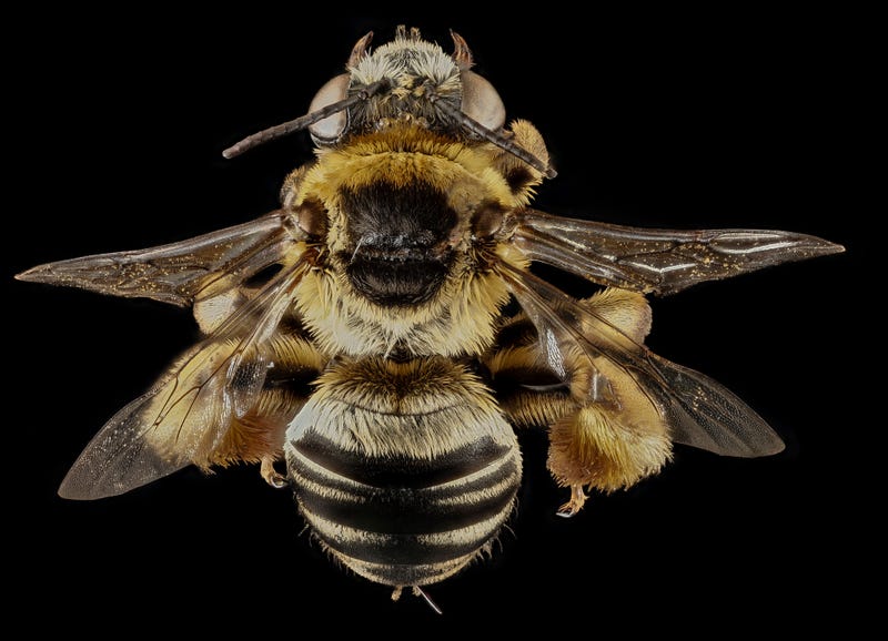 These Exquisite Bee Photographs Reveal Every Delicate Hair, Antenna, and Wing