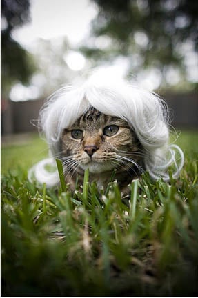 Glamorous Cat Wigs
