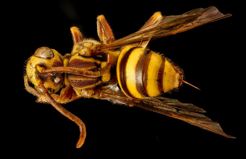 These Exquisite Bee Photographs Reveal Every Delicate Hair, Antenna, and Wing