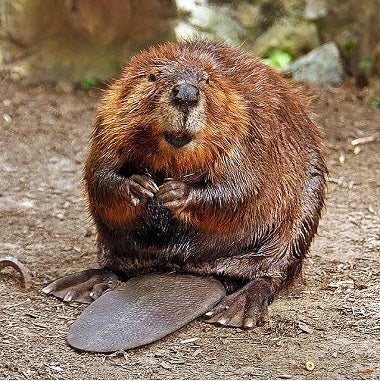 Scientists Acquire More Proof That Only Beavers Can Save the World
