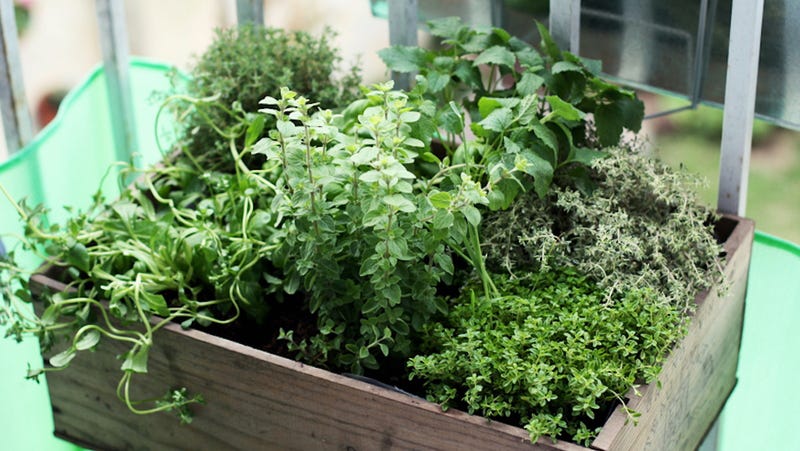 Top 10 Ways to Bring a Garden into Your Small Space | Lifehacker UK