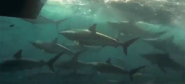 A hundred sharks following a boat is a pretty scary sight