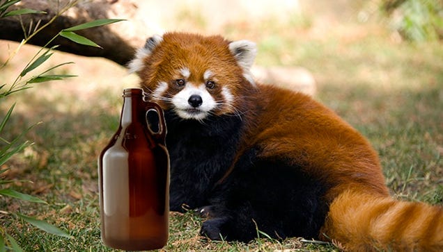 all-you-have-to-do-to-help-feed-this-adorable-red-panda-is-drink-beer