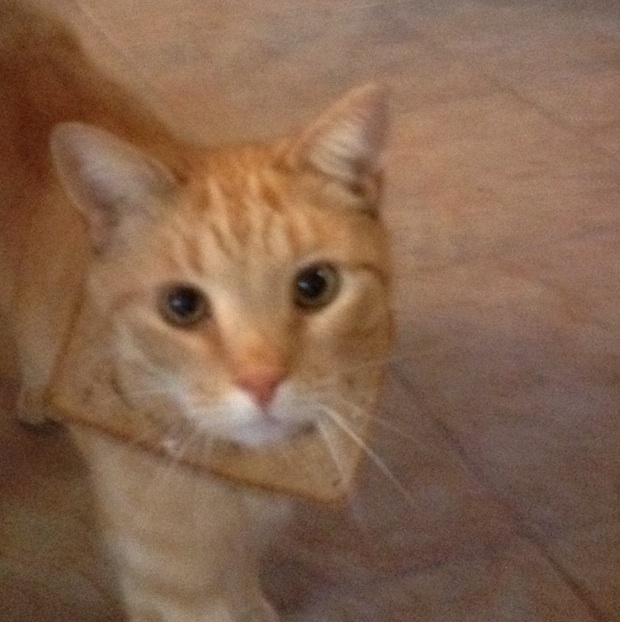 Here Are Your Best Pictures of Breaded Cats