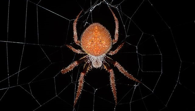 Here's A Spider So Awful You'll Wish It Would Only Bite You To Death