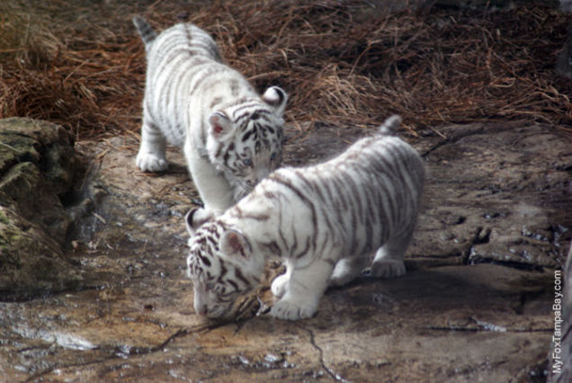 Uh-Oh: Double Trouble