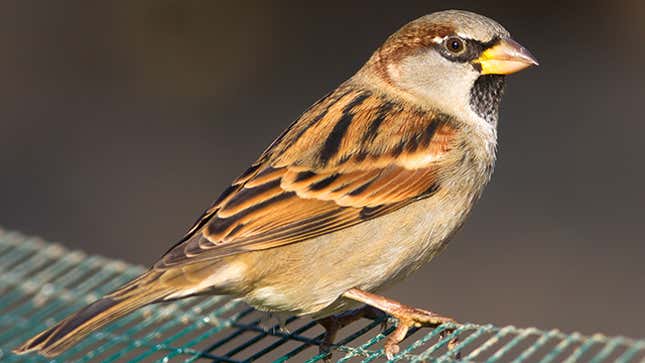 9 Notorious Animals Who Fucked Shit Up Like a Boss