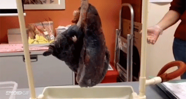 Terrifying video shows the lung capacity of smokers vs nonsmokers