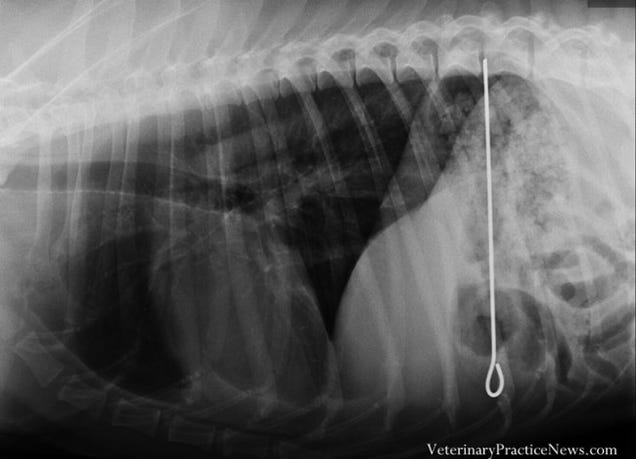 X-rays of the weird things that vets find inside pets
