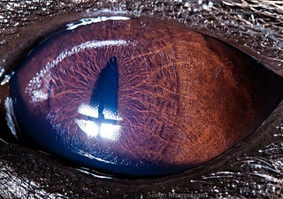 Incredible close-up photos of animals' eyes