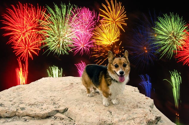 How to Keep Your Dog Happy When Fireworks Go Off -- Using Science!