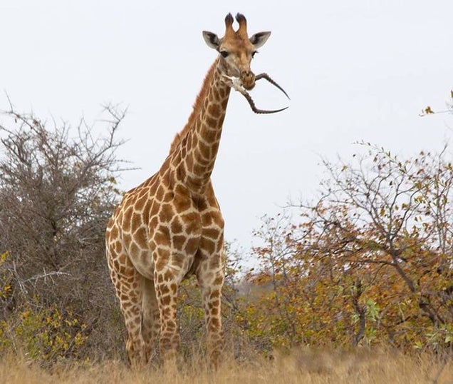 And Now, A Giraffe Eating An Impala Skull