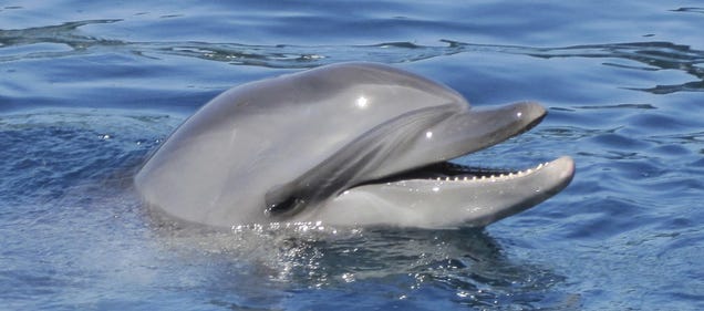 New Brain Scans Show How Dolphins Use Sound to See