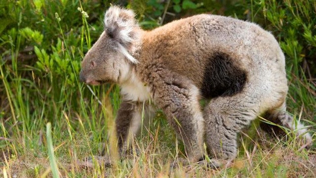 To Save Koalas From Extinction, We May Have to Kill Them First