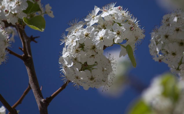Shooting Challenge: Spring Gallery 2