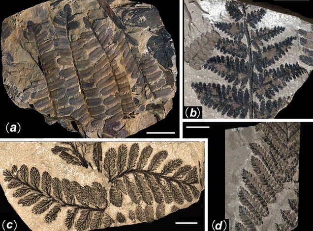 First Photos of China's 298-Million-Year-Old Buried Forest