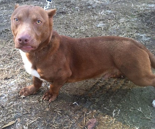 I Can't Stop Looking At This Pit Bull-Dachshund Mix's Dumb Fucking Face
