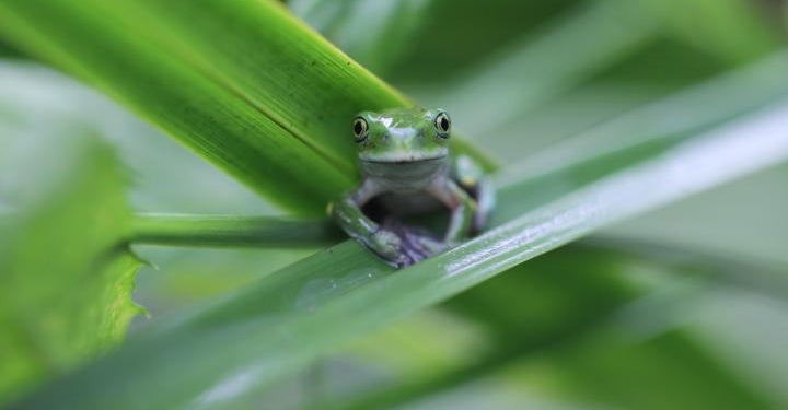 Not All Frogs Are Doomed By That Deadly Amphibian Fungus