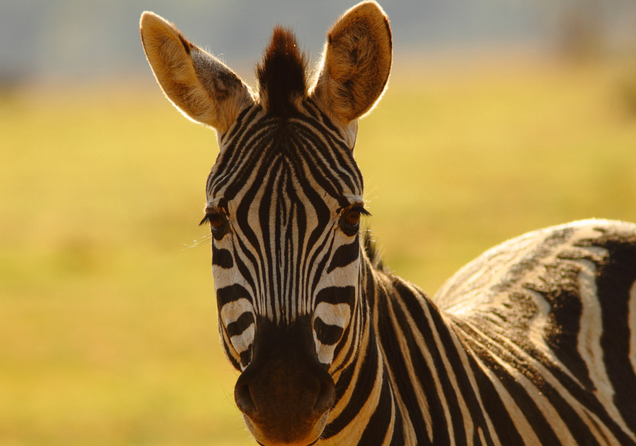 Science Watch: The Secret of the Zebra