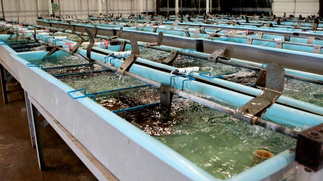 Farming Nemo: How Aquaculture Will Feed 9 Billion Hungry People