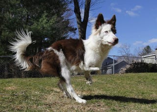 Roosevelt—The Bi-Pedal, Off-Roading Border Collie