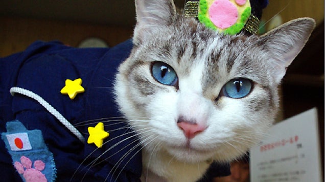 Kyoto's Newest Cop? A Cat in Uniform