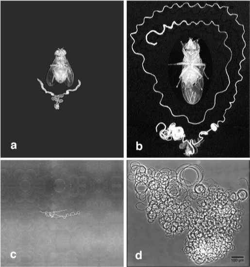 Finally, an Explanation for Why Tiny Fruit Flies Have Giant Sperm