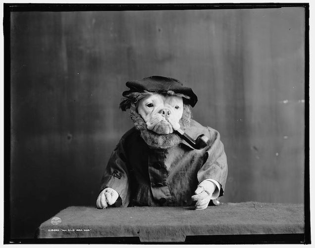 1905 photographs of bulldogs dressed like humans were eerie and/or adorable