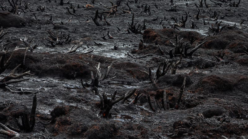 A Global Tragedy Is Unfolding In Tasmania