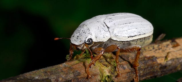 This Beetle Has a Thin Coating Whiter Than Anything Humans Can Make