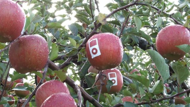 Apple Apples Are Not from Apple