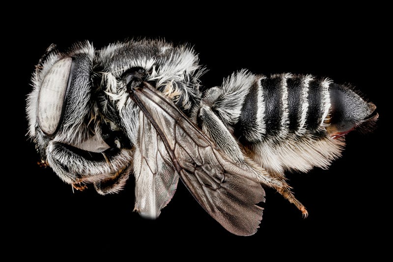 These Exquisite Bee Photographs Reveal Every Delicate Hair, Antenna, and Wing