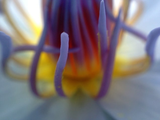 58 Giant Close-Ups Of Plants