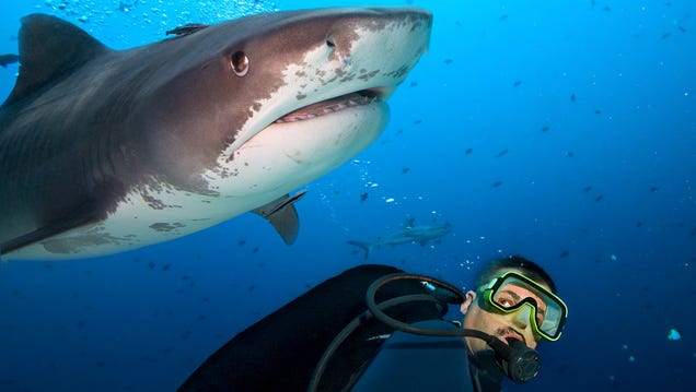 This Electric Fence Could Safely Segregate Swimmers and Sharks